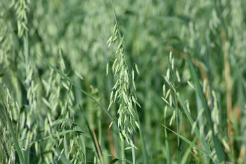 Close-up of corn ears in a field