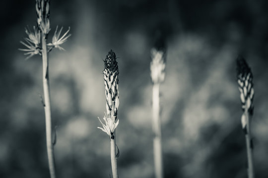 close up of asphodels flowers in forest in black and white with blurry background
