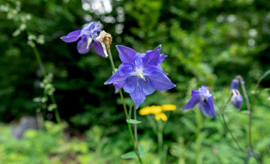 blue wildflower on the roadside