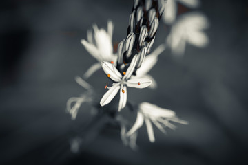 close up of asphodels flowers in forest in black and white with blurry background