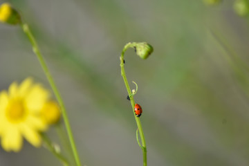Lady bug on a flower stem in spring