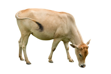 Cow isolated