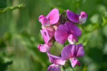 Fototapeta premium Close-up of purple spring flowers in natural light