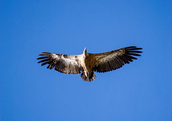 vultures in the national park of Monfrague
