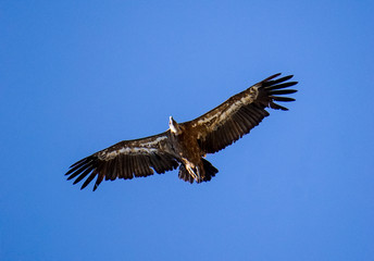 Obraz premium vultures in the national park of Monfrague