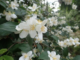 Obraz premium beautiful yasmine tree in a white blossom