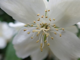 Fototapeta na wymiar beautiful yasmine tree in a white blossom
