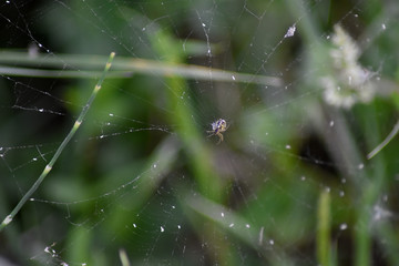 Black-yellow spider in the center of his web