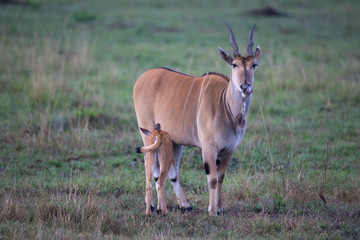 Naklejka na ściany i meble The common eland (Taurotragus oryx)