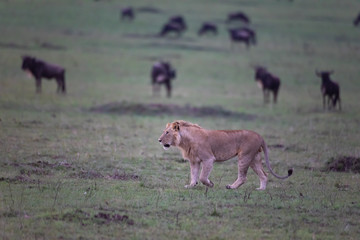 Hunting lion