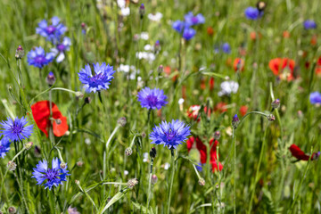 Blue cornflowers and red poppies