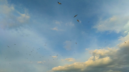 flock of birds flying in the sky with clouds