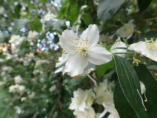 Obraz na płótnie Canvas beautiful yasmine tree in a white blossom