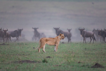 Hunting lion