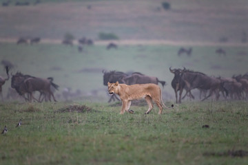 Hunting lion