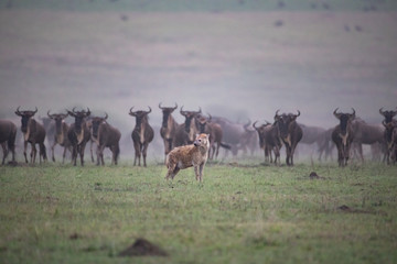 Fototapeta na wymiar Hunting hyena 