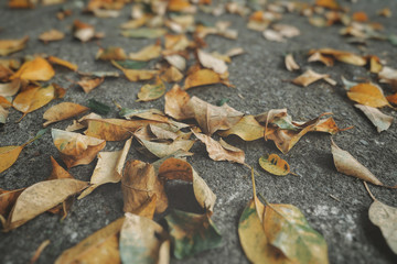Leaf on ground in park in the morning.