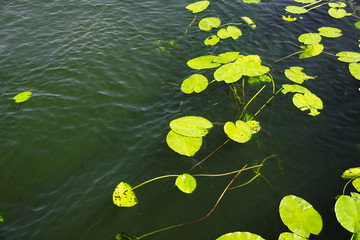 a lot of lily pad leaves in a pond on blue water