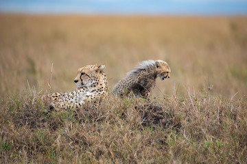 Cute cheetah cub