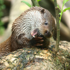 The European Otter - Lutra lutra swimming and hunting in Uhlava River. This animal is dangerous pest for fish farm and aquaculture. Wildlife in National Park Sumava. Czech Republic, Europe.
