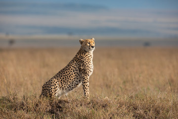 Naklejka premium Cheetah in Masai Mara National Park
