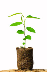 Young plant new life,isolated on white background,Clipping Path,Burmese Padauk,Pterocarpus macrocarpus Kurz