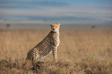 Cheetah in Masai Mara National Park