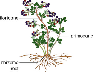 Parts of plant. Morphology of blackberry shrub with berries, green leaves, root system and titles