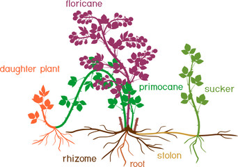 Parts of plant. Morphology of blackberry shrub with floricane, primocane, sucker, daughter plant and root system isolated on white background