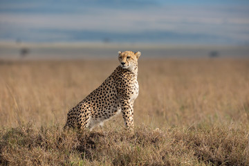 Fototapeta premium Cheetah in Masai Mara National Park