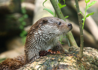 The European Otter - Lutra lutra swimming and hunting in Uhlava River. This animal is dangerous pest for fish farm and aquaculture. Wildlife in National Park Sumava. Czech Republic, Europe.