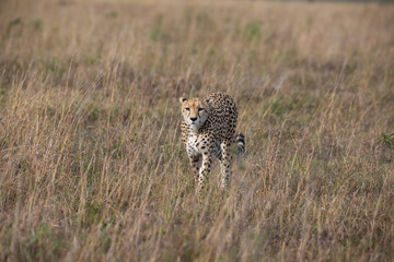 Cheetah in Masai Mara National Park