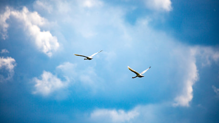 Mute swans in flight