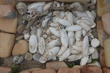 Cuttlefish bones, starfishes and shells