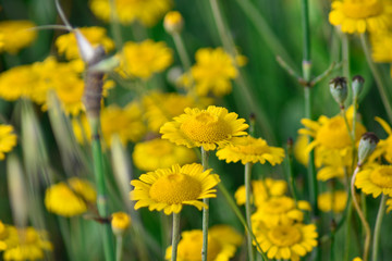 Yellow daisy flowers field in spring in natural light