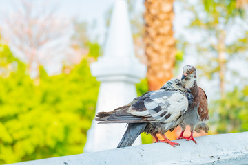 a couple of pigeons that happily tease each other