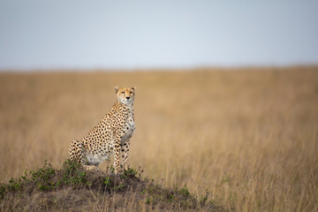 Cheetah in Masai Mara National Park