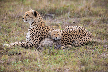 Cute cheetah cub