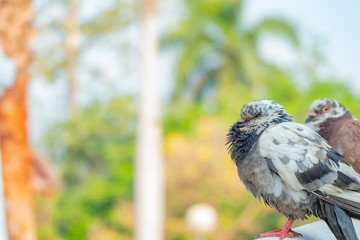 bird in hand