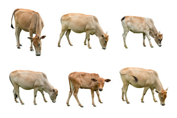 Cow isolated