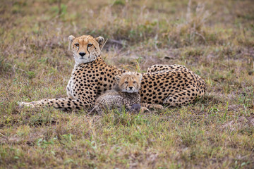 Cute cheetah cub
