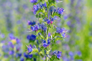 Summer wild flowers on blurred background