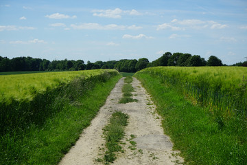 Rural landscape with korn fields, path and blue horizon