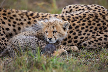 Cute cheetah cub