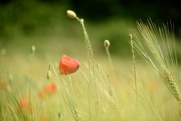 Naklejka premium Blé et coquelicots