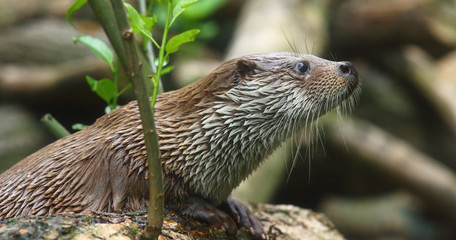 The European Otter - Lutra lutra swimming and hunting in Uhlava River. This animal is dangerous pest for fish farm and aquaculture. Wildlife in National Park Sumava. Czech Republic, Europe.