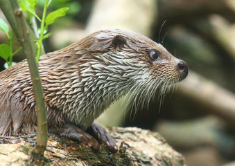 The European Otter - Lutra lutra swimming and hunting in Uhlava River. This animal is dangerous pest for fish farm and aquaculture. Wildlife in National Park Sumava. Czech Republic, Europe.