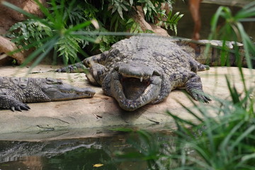 La ferme aux Crocodiles