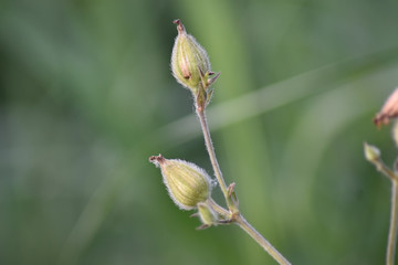 Flower bud in spring with natural light
