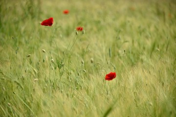 Coquelicots